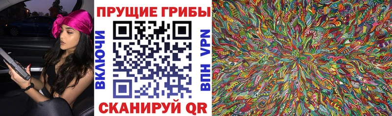 KRAKEN ТОР Чудово Псилоцибиновые грибы мицелий